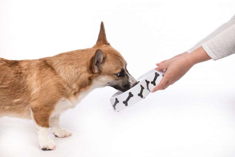 Cute dog eating food. Feeding hungry pembroke corgi.