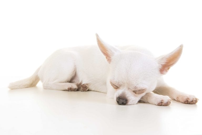 sleeping white chihuahua