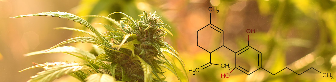 Everything to Know About CBD (Cannabidiol)