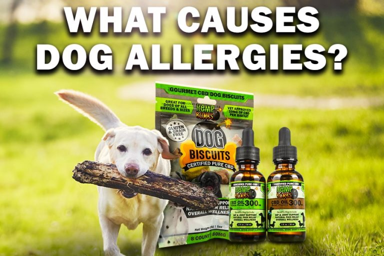 Hemp Bombs CBD for dog allergies