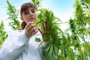 Does Hemp Benefit The Environment For Earth Day