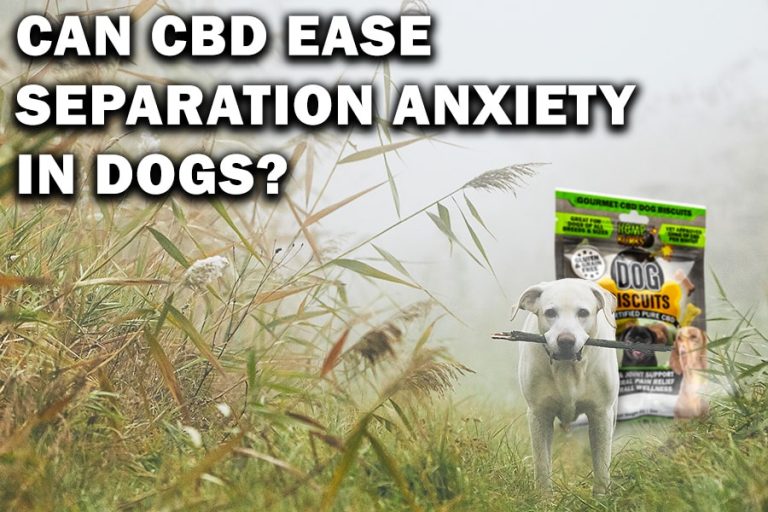 Hemp Bombs CBD For Separation Anxiety