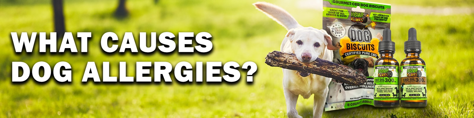 What Causes Dog Allergies? Hemp Bombs CBD For Dog Allergies
