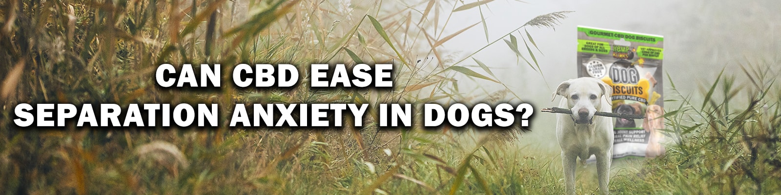 Separation Anxiety in Dogs CBD Dog Treats for Separation Anxiety in Dogs