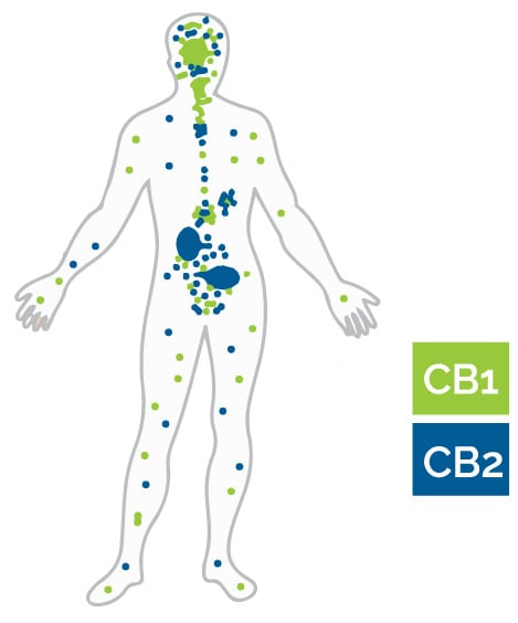 Endocannabinoid System Receptors