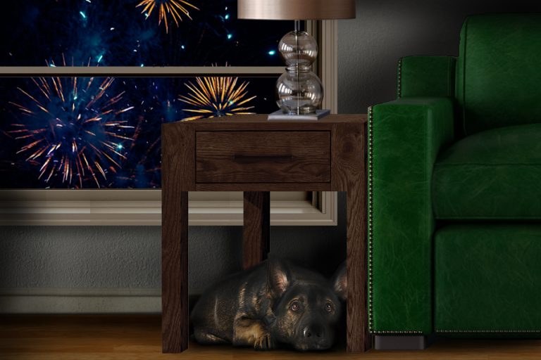 Pets and Fireworks Safety Fourth of July