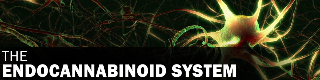 What is the Endocannabinoid System?